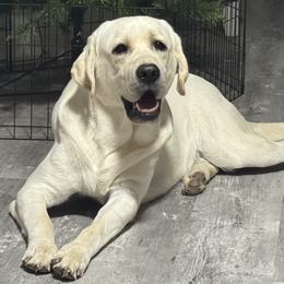 Labrador Retriever puppies from Cozy Acres Farm Labradors