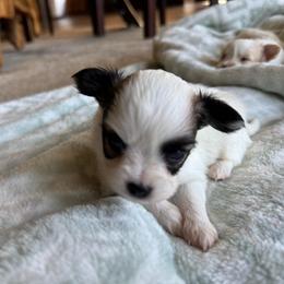 Lucie's white and sable boy 2 - White and sable male Papillon puppy in Shirley, Arkansas from Lucky Pups