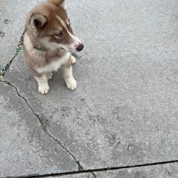 Native American Indian Dog Puppies from Corn Moon Kennels
