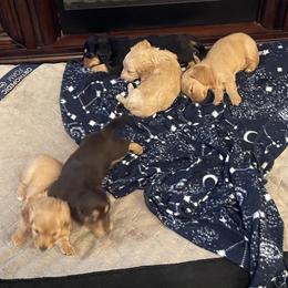 Dachshund Puppies from JRED Leach