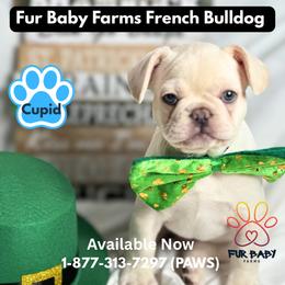 Cupid - Cream male French Bulldog puppy in Michigan from Fur Baby Farms