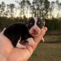 Lumi (Financing Available) - Black and white female American Corgi puppy in Inverness, Florida from Canaan Farm Corgis