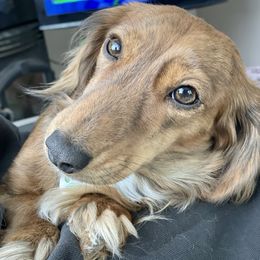 Della Rose  - Dachshund
