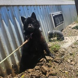 Fall - Schipperke