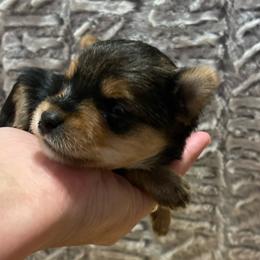 Companion Cross and Morkie Puppies from Little Wigglebottoms