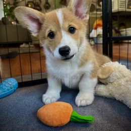 Pembroke Welsh Corgi Puppies from Ok hear me out. Corgis