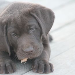Boykin Spaniel and Labrador Retriever Puppies from Triple Creek Kennel