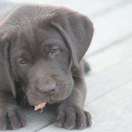 Boykin Spaniel and Labrador Retriever Puppies from Triple Creek Kennel
