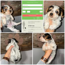 Charlie 2 Dot - Parti male Yorkshire Terrier puppy in Cleveland, Tennessee from Moody’s Morkies and More