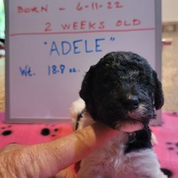 Poodle Puppies from P.I. STANDARD POODLES