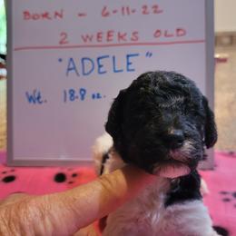 Poodle Puppies from P.I. STANDARD POODLES