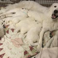 Great Pyrenees Puppies from Dancing Cloud Great Pyrenees