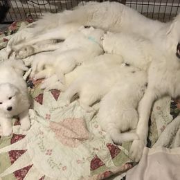Great Pyrenees Puppies from Dancing Cloud Great Pyrenees