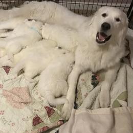 Great Pyrenees Puppies from Dancing Cloud Great Pyrenees