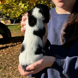 Female 2 - Black brown and white female Basset Hound puppy in Lindley, New York from Hill Top Basset Hounds & Cane Corso