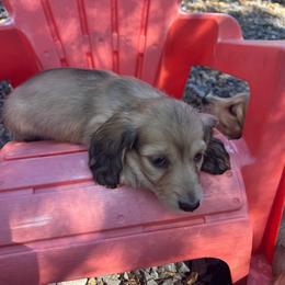 Percy - Cream male Dachshund puppy in Tahlequah, Oklahoma from Love Some Dogs Dachshunds & Cavalier King Charles Spaniels,Cavapoos