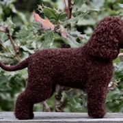 English Cocker Spaniels and Irish Water Spaniels from Landacre Irish Water Spaniels and English Cocker Spaniels