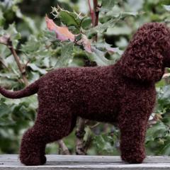 English Cocker Spaniels and Irish Water Spaniels from Landacre Irish Water Spaniels and English Cocker Spaniels