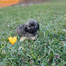 Yellow heart - Black and tan female Schnoodle puppy in Bay City, Texas from Billy Cunningham