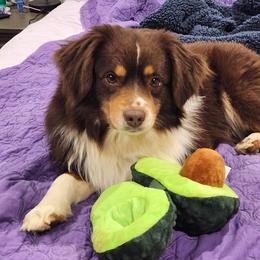 Red - Miniature American Shepherd