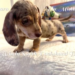 Ira - Chocolate and cream male Dachshund puppy in Hensley, Arkansas from The Dachshund Barn