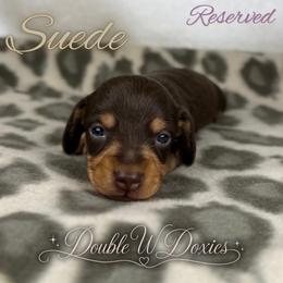 SUEDE Half Russian Wire PET ONLY - Chocolate and tan female Dachshund puppy in Alto, Texas from Double W Doxies
