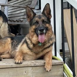 Mika - German Shepherd