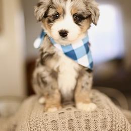 Monster - male Australian Mountain Doodle puppy in Spanish Fork, Utah from Little Puppy Co.