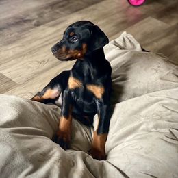Doberman Pinscher Puppies from Pipe Creek Dobermans