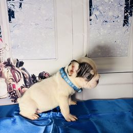 Oreo - White and black male French Bulldog puppy in Plano, Illinois from Velvet Fluffy Pups