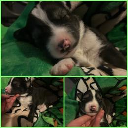 Black or agouti light green male - Black male Siberian Husky puppy in Wheeling, West Virginia from Powells Huskies