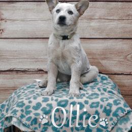 Australian Cattle Dog All Grown Up from Hope Heelers (Australian Cattle Dogs)