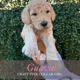 Guava - Apricot female Goldendoodle puppy in Miami, Florida from Kalidoodlee