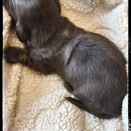 Cirrus (3500) - Chocolate and tan female Dachshund puppy in Albany, Wisconsin from Deglow’s Doxies