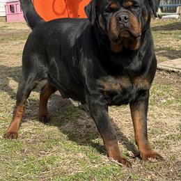 Viva - Rottweiler