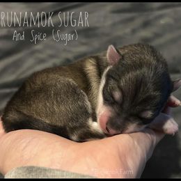 Runamok Sugar And Spice (Sugar) - Wolf sable female Pomsky puppy in St. Maries, Idaho from Runamok Farm