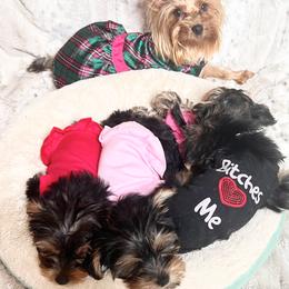 Yorkshire Terriers from Belle Adele Yorkies