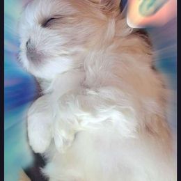 Shichon and Shih Tzu Puppies from Angie’s Teddy Bear Puppies Minnesota