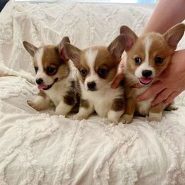 Pluto(AKC) - White and red male Pembroke Welsh Corgi puppy in Moreno Valley, California from Yanni's Poodle