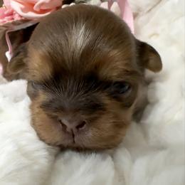 Harper Shey - Liver female Shih Tzu puppy in League City, Texas from Mosley Shih Tzu