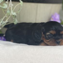 "Rolex" Cavalier King Charles Spaniel Puppies from FriendlyPals
