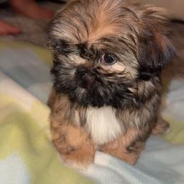 Snorlax - Tricolor male Shih Tzu puppy in Azusa, California from RJ Shih Tzu lover