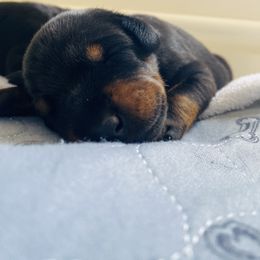 Doberman Pinscher Puppies from TeatreeDoberman