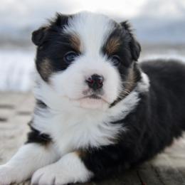 BTF-2 - Black tri female Miniature American Shepherd puppy in Baker City, Oregon from Back Country Aussies
