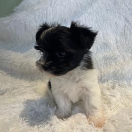 Jet - Piebald male Morkie puppy in Bennettsville, South Carolina from Cottonwood Maltese