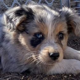 Miniature Australian Shepherd Puppies from C&J Miniature Aussies