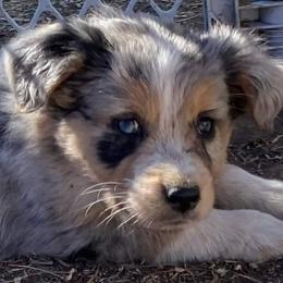 Miniature Australian Shepherd Puppies from C&J Miniature Aussies