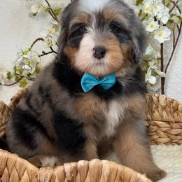 Zander - Tri-color male Bernedoodle puppy in Yuciapa, California from AlltheDoodlez_
