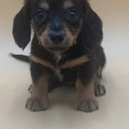 Jade - Black and cream female Dachshund puppy in Porterville, California from Desert Dynasty