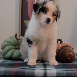 Sage - Blue merle female Australian Shepherd puppy in Anthony, Florida from Calypso Australian Shepherds and Chow Chows